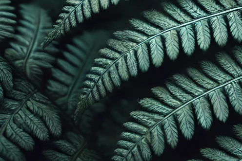 fern leaves.