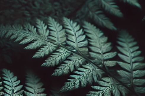 fern leaves.