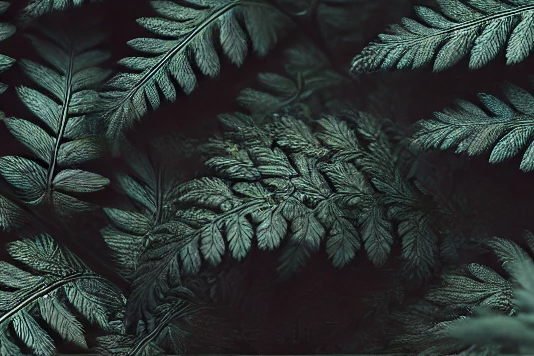 fern leaves.